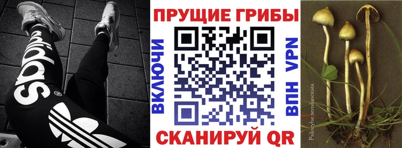 kraken   Ессентуки  Псилоцибиновые грибы Psilocybine cubensis 